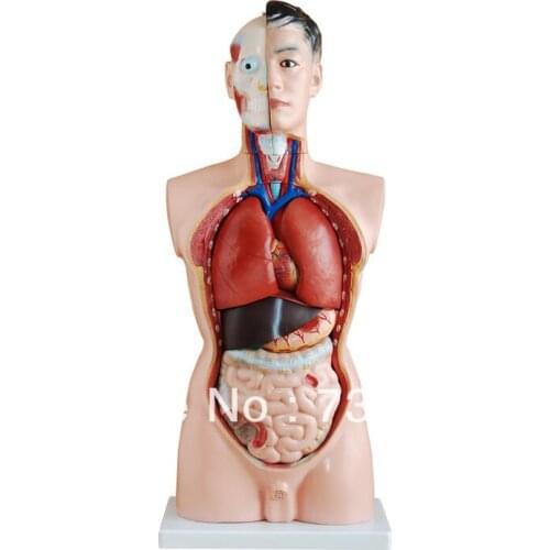 Anatomy of the torso model 85CM Male Torso 19 Parts