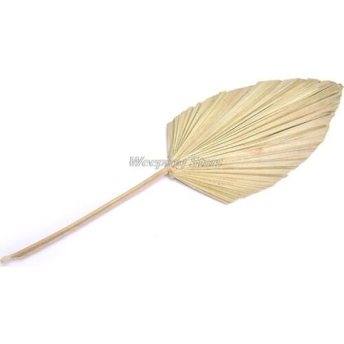 1pc Dried Flower Natural Pu Fan Leaf For DIY Home Shop Display Decoration