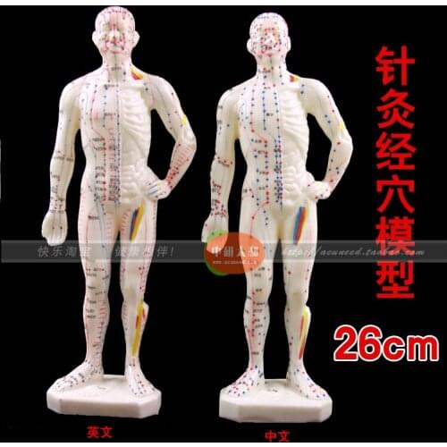 Human Body Acupuncture Point Model (male model) 26cm English code model