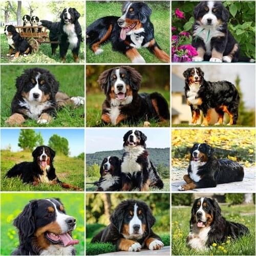 DIY 5D Diamond Painting Bernese Mountain Dog Diamond Embroidered Animal Cross Stitch Full Round Drill Rhinestones Art Home Decor