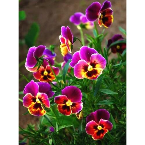 JMINE Div 5D orchid Flower Full Diamond Painting cross stitch kits art High Quality Floral 3D paint by diamonds