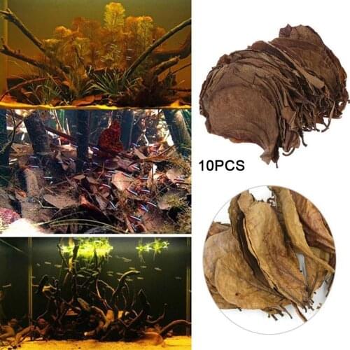 10/20/50Pcs Grade A Natural Terminalia Catappa Foetida Leaves Island Almond Leaf Fish Cleaning/Treatment Aquarium Tank