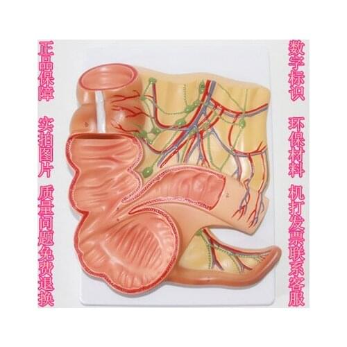 Cecum appendix model human intestinal tract model