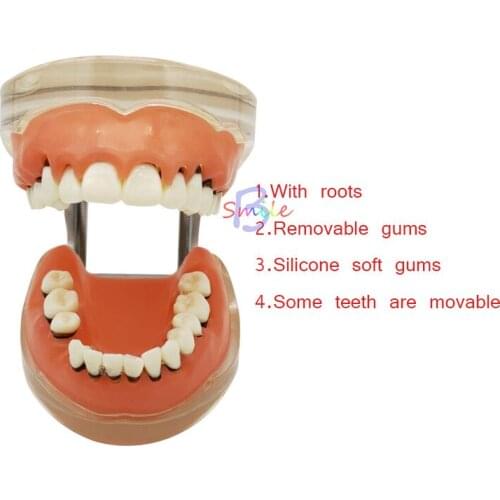 Dental Adult Pathological Periodontal Disease Teaching Model Dental Typodont Teeth Model