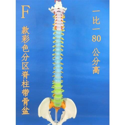 Human spine model 1: 1 spine model With Pelvic femoral head spinal nerve intervertebral disc model
