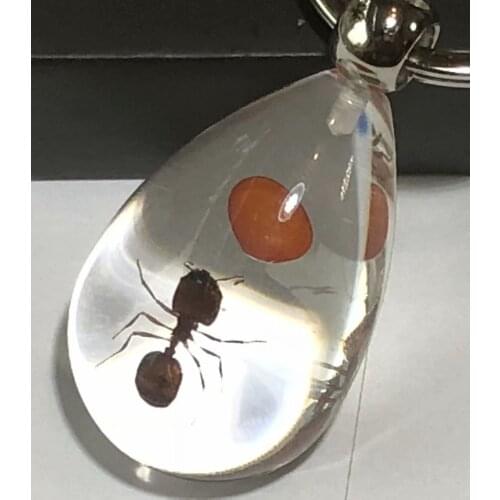 10 pcs keychain real red bean ant lucid drop design key ring