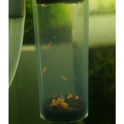 Aquarium Glass Breeding Hatchery Shrimp Eggs Breeder Incubator Isolation Box