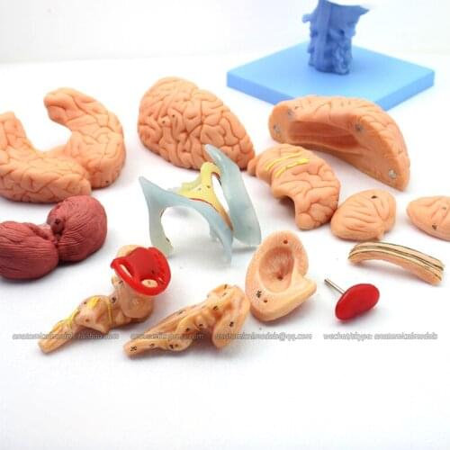CMAM/12403 Brain, 15-parts, Medical Brain Anatomical Human Model