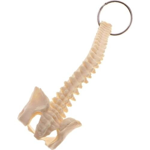 Mini Sized Novelty Human Spine Skeleton Model Keyring Educational Supplies