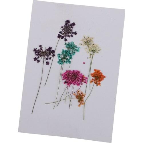 10pcs Natural Pressed Dried Lace Flowers for Art Craft DIY Card Making