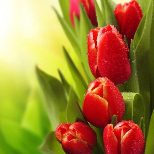 Red tulip flower Diamond Painting Cross-Stitch 3D Diy Kit Diamond Embroidery Christmas Sets For Embroidery Mosaic Picture HL769