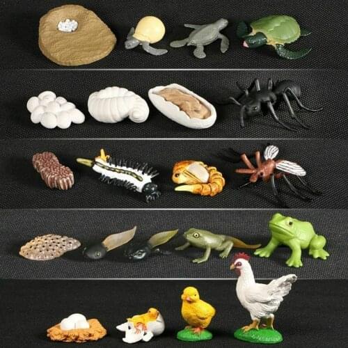 Early childhood education supplies simulation animal frog education cycle set toy life animal model growth cycle K6V9