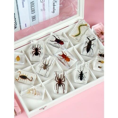 Insect resin specimen beetle spider crab long beetle centipede scorpion marine amber animal resin insect