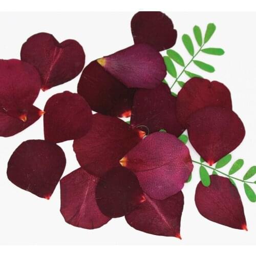 Rose Petals Dried Flowers Embossed Epoxy Phone Shell Nail Art Beauty Makeup Pressed Flower Painting Frame Bookmark Real Flower