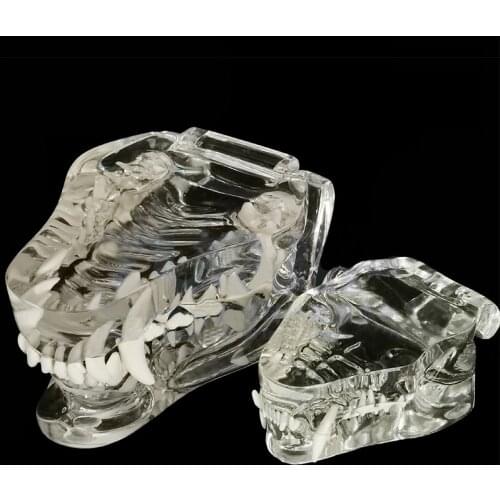 Pet Teeth Model Transparent Dog Cat Teeth Oral Teaching Demonstration Animal Simulation Model