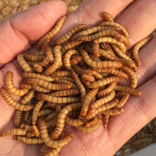 Barley Insect Live Yellow Powder Baker Golden Arowana Octopus Palace-keeping Thrush Bird and Insect Pet Feed