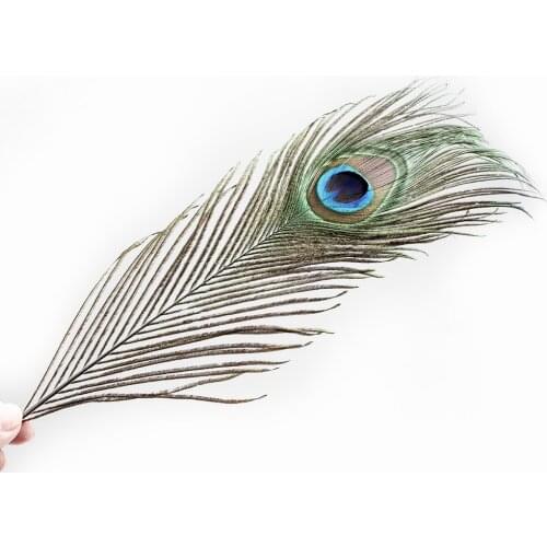 Beautiful Decoration Peacock Feathers