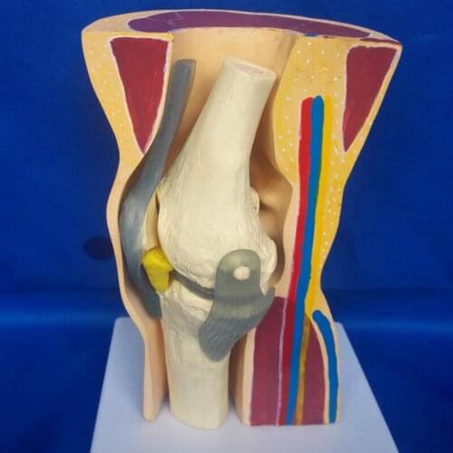 Human knee joint anatomical structure skeleton skin Explanation and display medical teaching model