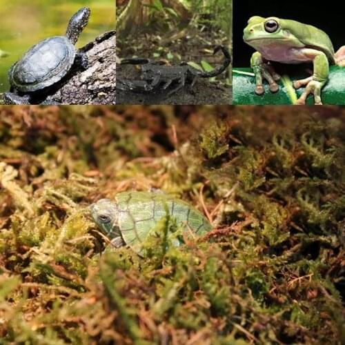 100g Reptile Amphibian Supplies Habitat Decor Moss Heat Moisture Preservation mosses Best for Tortoise Lizard Crawling Pets