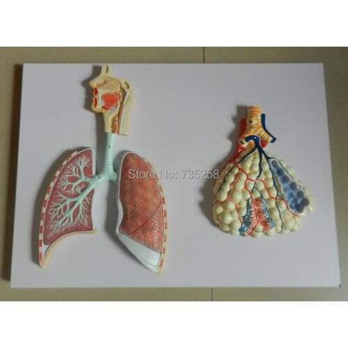 Respiratory System Model ,Trachea Dissection Model ,Human Respiratory System Anatomical Model