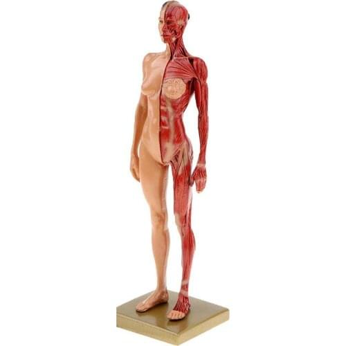 30cm Resin Female Human Body Muscle Statue Sculpture Human Anatomical Anatomy skeleton Medical Artist Drawing tools Supplies