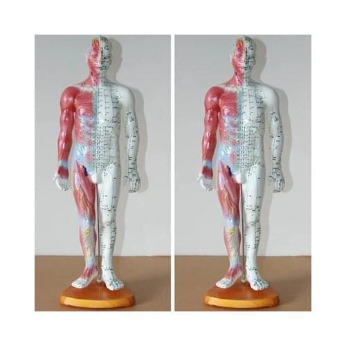 55CM male person with acupuncture anatomical model of human muscle model of human acupuncture points model