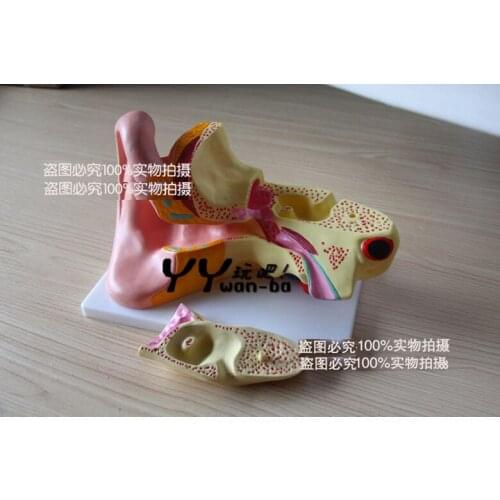 Human ear Anatomic amplification model Teaching demonstration model