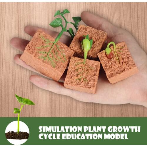 4PCS Simulation Seed Plant Life Cycle Figures Growth Stage Model Toys for Kids Children Biology Educational Toy Teaching Aids