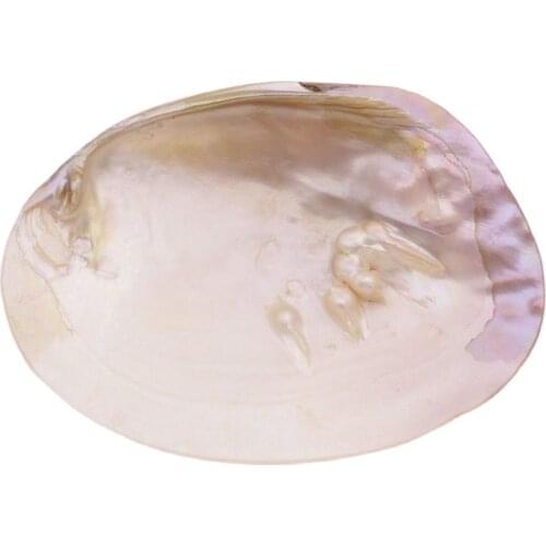 Natural Pearl clam Freshwater Mussels mother of pearl shell 100mmX160mm