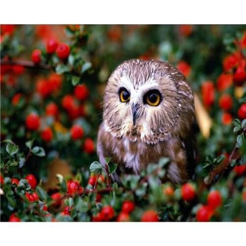 5D Diamond Embroidery new animal DIY Diamond Painting cross stitch owl pattern broderie diamant painting Mosaic wall stickers