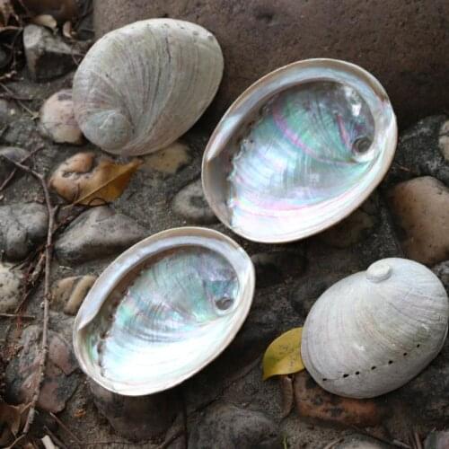 2pcs Abalone Shell Nautical Decor Seashell Beach Wedding Shells Ocean Decor Jewelry DIY Shell Soap Dish Aquarium Home Decor