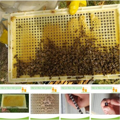 One Complete CQR-3C Queen Rearing System for Queen Rearing And Royal Jelly Producing, New Design Beekeeping Tool