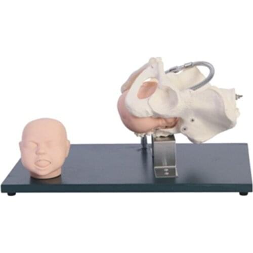 Childbirth Demonstration Female Pelvis Model Pelvis Model With Fetal Head