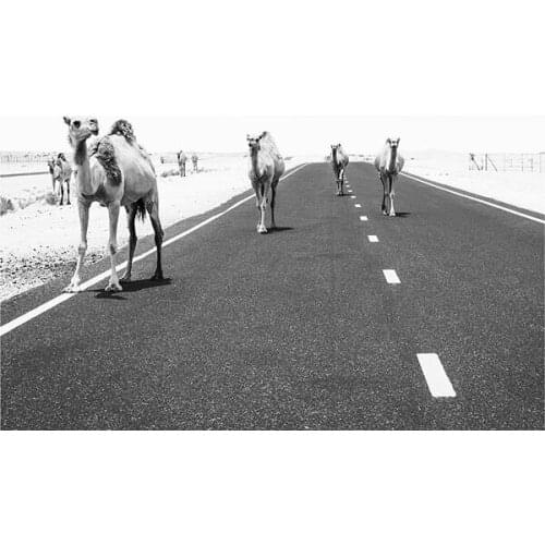 Camel Desert Animal Art Film Print Silk Poster Home Wall Decor 24x36inch