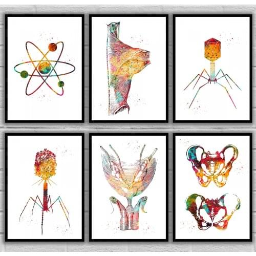 Atom Back muscle Bacteriophage Bacteriophage Bladder and urethra Bones of the pelvis Anatomical Medical And Science Poster