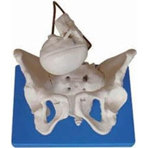 Midwifery teaching false pelvis model with pelvis with fetal head neonatal delivery demonstration teaching bone specimen