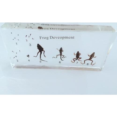 Real Tadpole Frog Development Process Specimen Model Frog Animal Growth History Specimens Biologic Zoology Teaching Aids