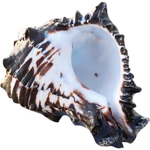 Ocean Conch 3-4 inch Seashells Large Natural Sea Shells for Aquarium Decor