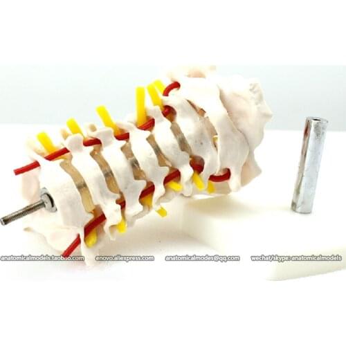 CMAM/12386 cervical vertebr, Medical Backbone Anatomical Human Model