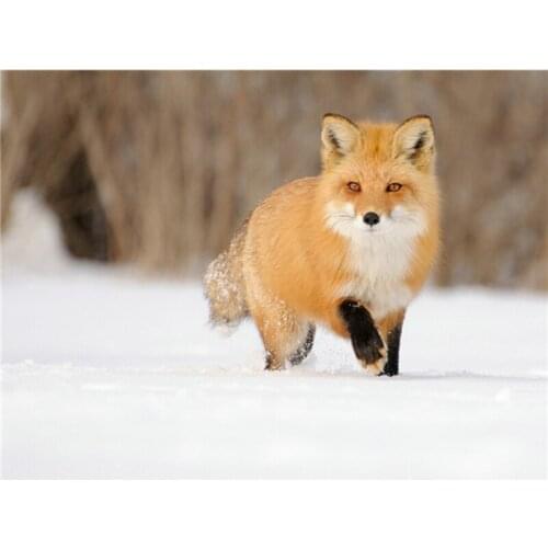 DIY diamond painting embroidery Fox In The Snow Needlework cross stitch pasted Full halloween christmas New Year gift A5979R