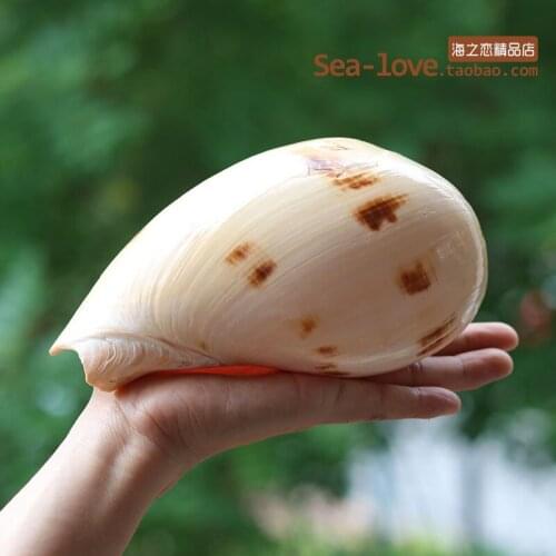 NATURAL CONCH SHELL LARGE YELLOW SEA SNAIL AQUARIUM DECORATION AQUARIUM LANDSCAPING SUCCULENT FLOWERPOT CREATIVE ORNAMENTS GIFTS