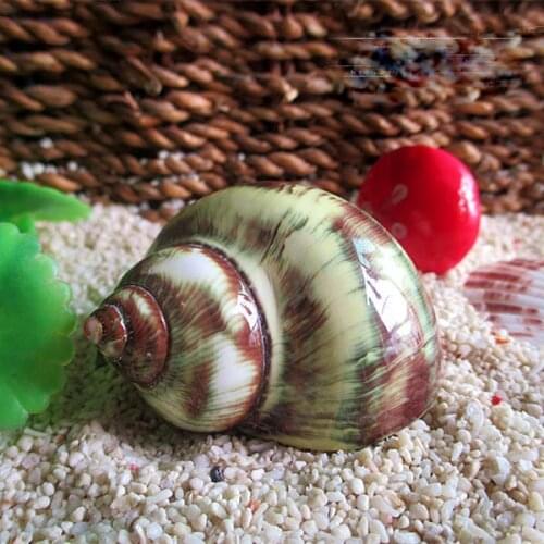 Archangel Snail Hermit Crab Replacement Seashell Special Spare Shell Natural Rare Conch Shell