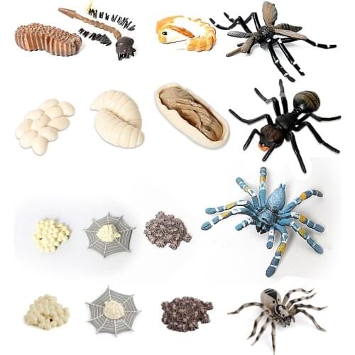 Simulation Life Cycle Figurines Of An Ant,Mosquito,Spder,Tarantula Life Stages Figures for Learning and Teaching Educational toy