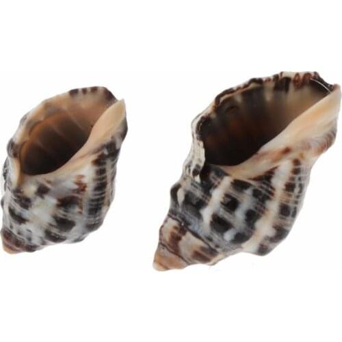 97QE Natural Simple Conch Shell Stud Earrings Girl Beach Cowrie Shell Fashion Jewelry