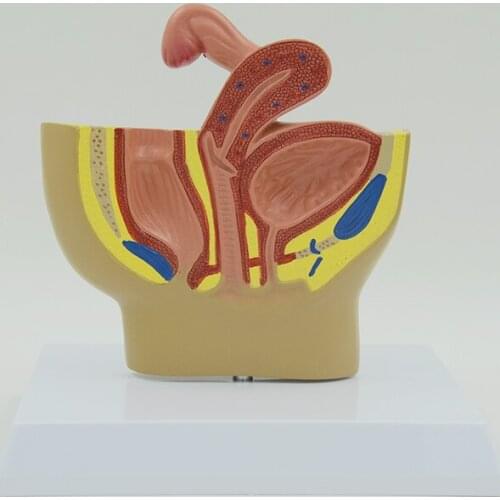 Female Pelvis Model Uterus Anatomy Pelvic Cavity Human Anatomical Model Educational Equipment Medical Teaching Resources Science