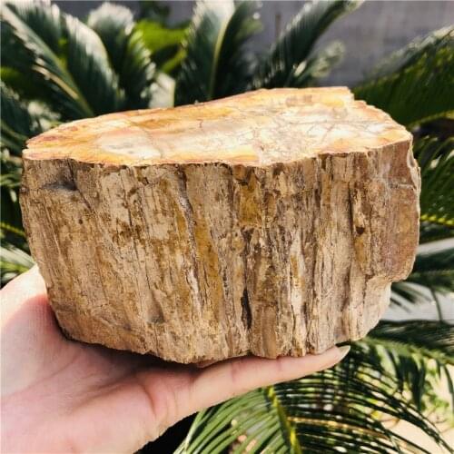 Natural Petrified Wood Fossil Crystal Polished Slice Mineral Specimen Wood Fossil Lump Stand Gift
