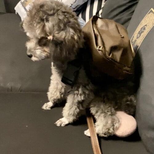 Puppy Harness Backpack for Small Medium Dogs Fashion French Bulldog School Bag Pug Self Bags A905