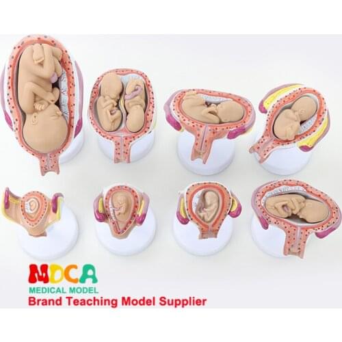Pregnancy embryo growing model prenatal gynecology model infant fetal medical teaching MPT004