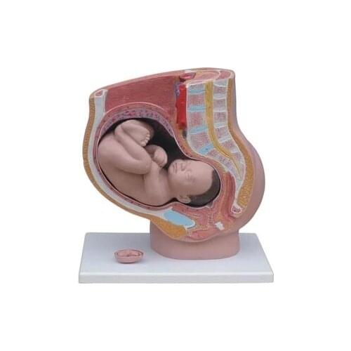 Female pregnancy sagittal anatomical model Female production demonstration with fetus free shipping