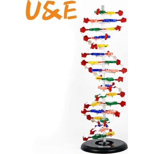 DNA double helix structure model 60cm cm cm genetic biology teaching instrument